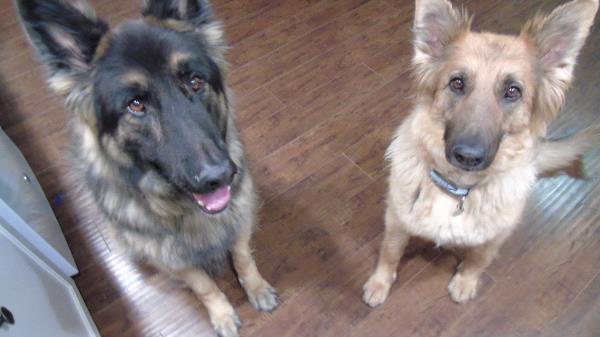 /Images/uploads/Humane Society of Utah/HSUCalendar/entries/551thumb.jpg
